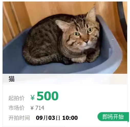 公猫法拍_副本