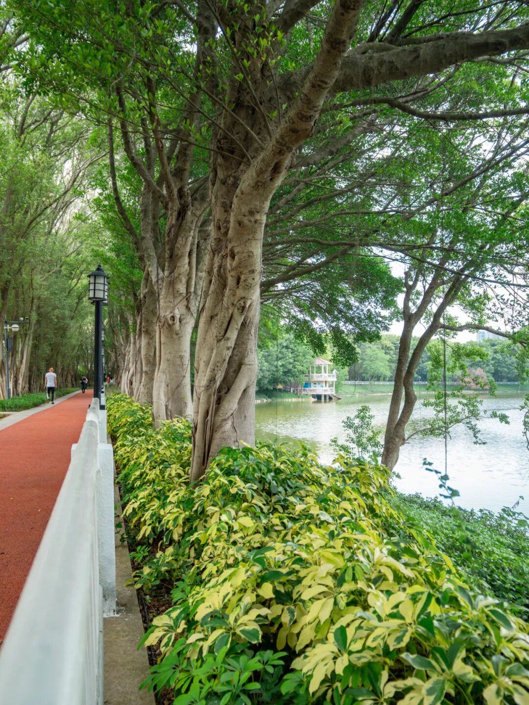 5公里绝美环湖碧道,好多人还不知道!