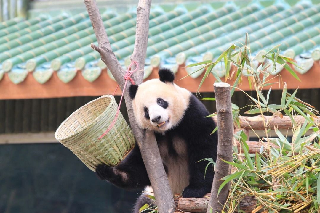 4758884775dc4be9856ea0b6028179d.jpg 4758884775dc4be9856ea0b6028179d.jpg