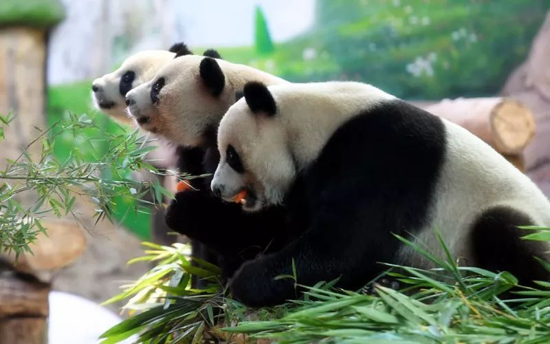 a392aa92684559ec4a23581aedaf953.jpg a392aa92684559ec4a23581aedaf953.jpg