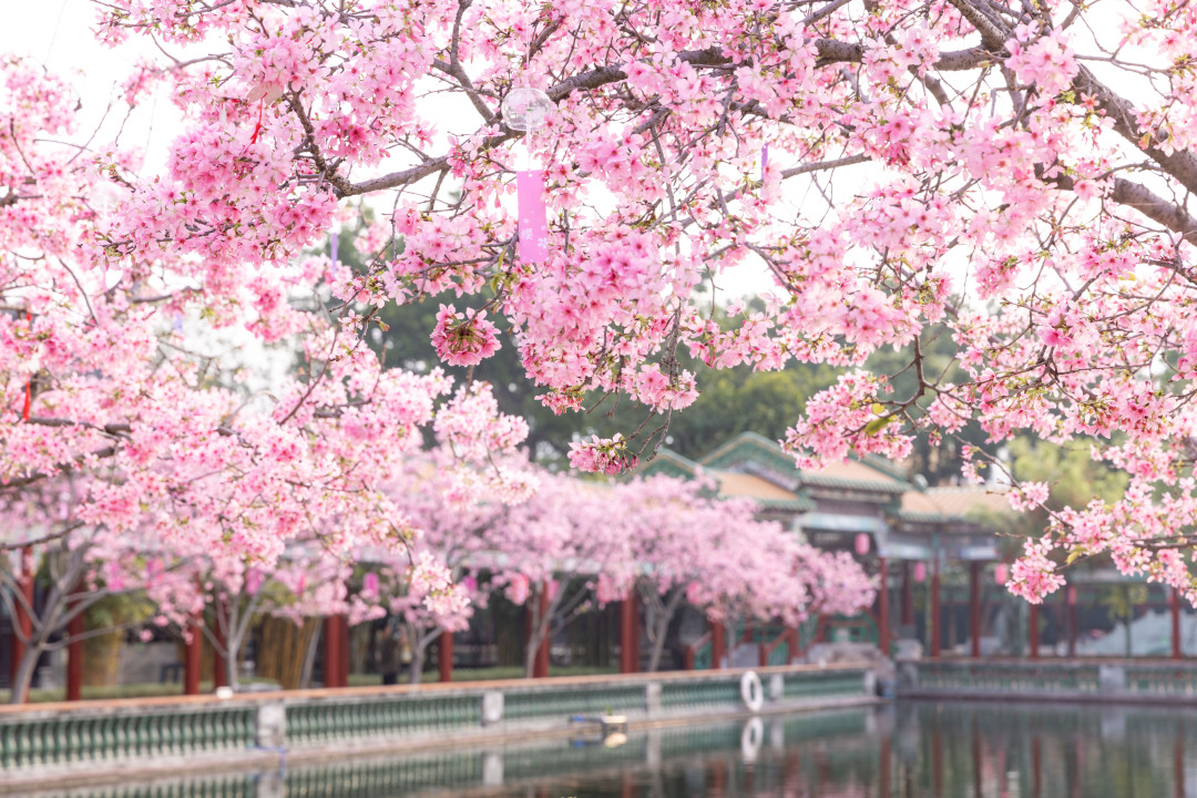 14、宝墨园的广州樱.jpg 14、宝墨园的广州樱.jpg