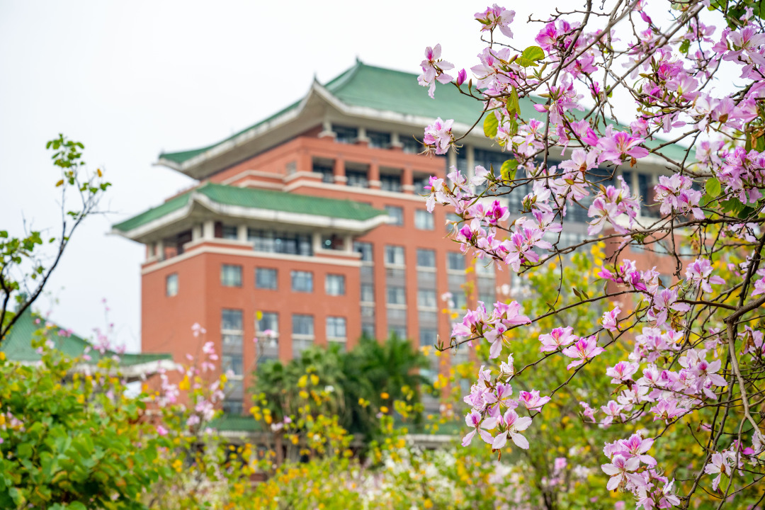 15、华南农业大学的宫粉紫荆花.jpg 15、华南农业大学的宫粉紫荆花.jpg