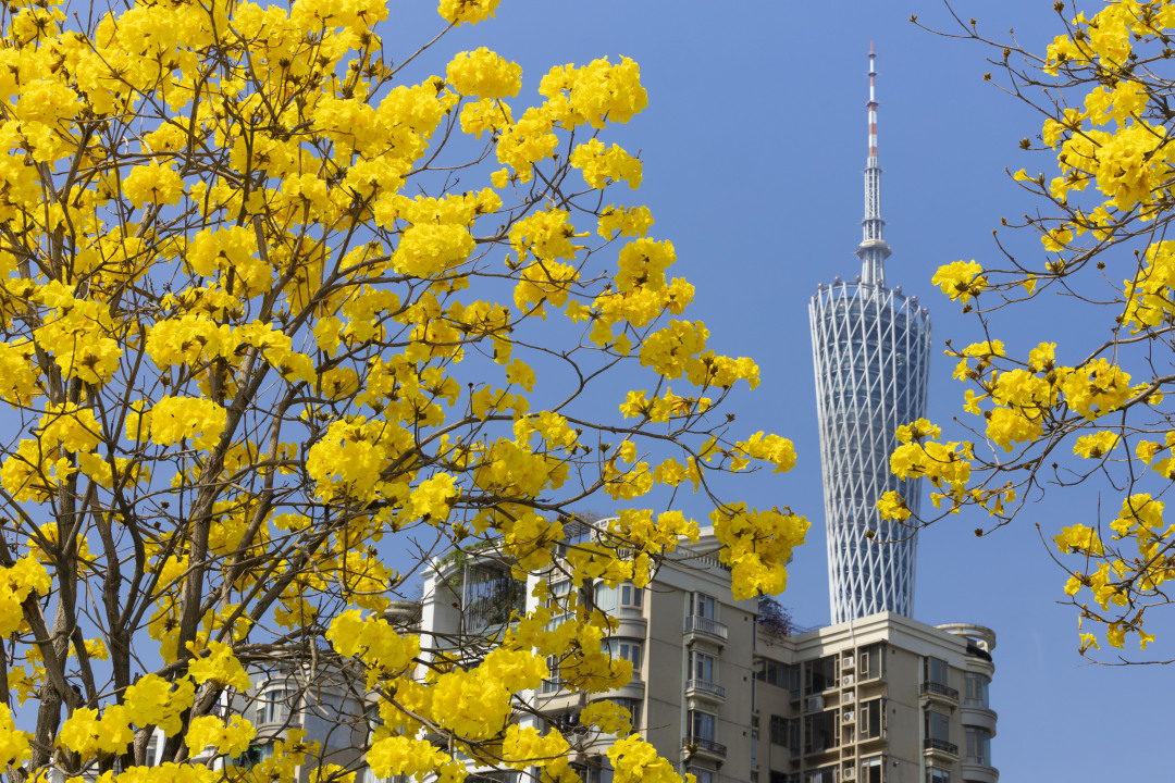 16、磨碟沙公园里黄花风铃木与广州塔同框.jpg 16、磨碟沙公园里黄花风铃木与广州塔同框.jpg