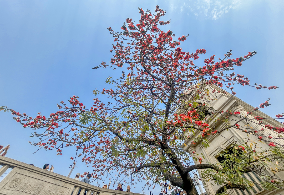 17、人民桥和红木棉.jpg 17、人民桥和红木棉.jpg