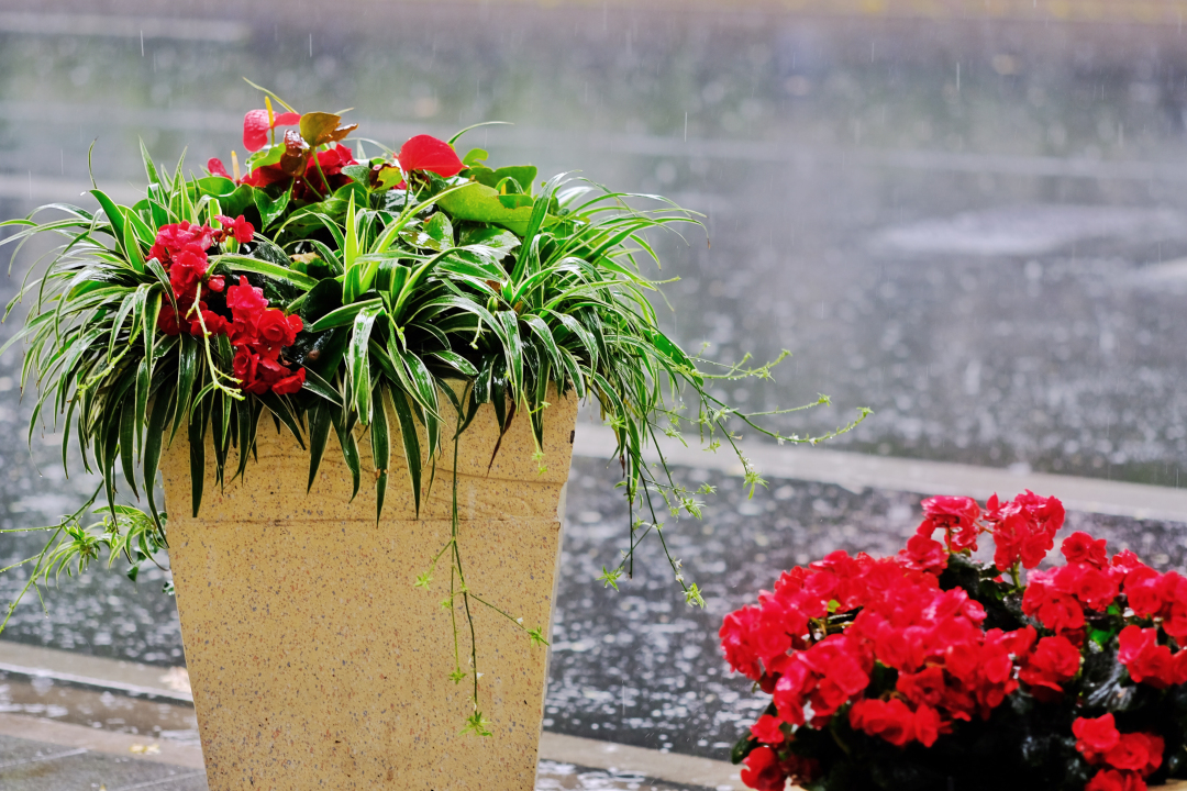 庄小龙20190218 大雨 (10)