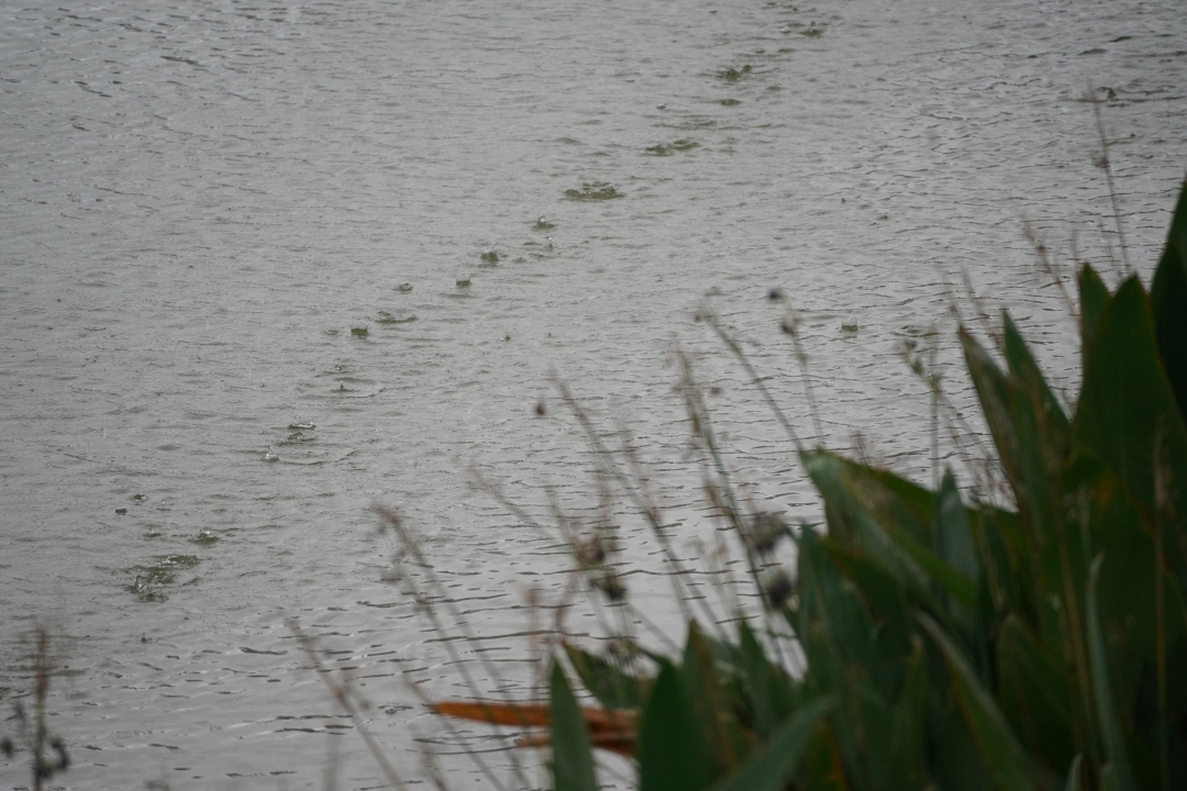吴子良20230902台风苏拉 南沙 (12)