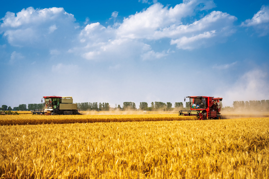 河南省郑州市联合收割机收割麦田场景 央视网