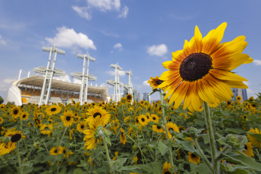 陈忧子20240920海心沙秋天 向日葵花海 (5)