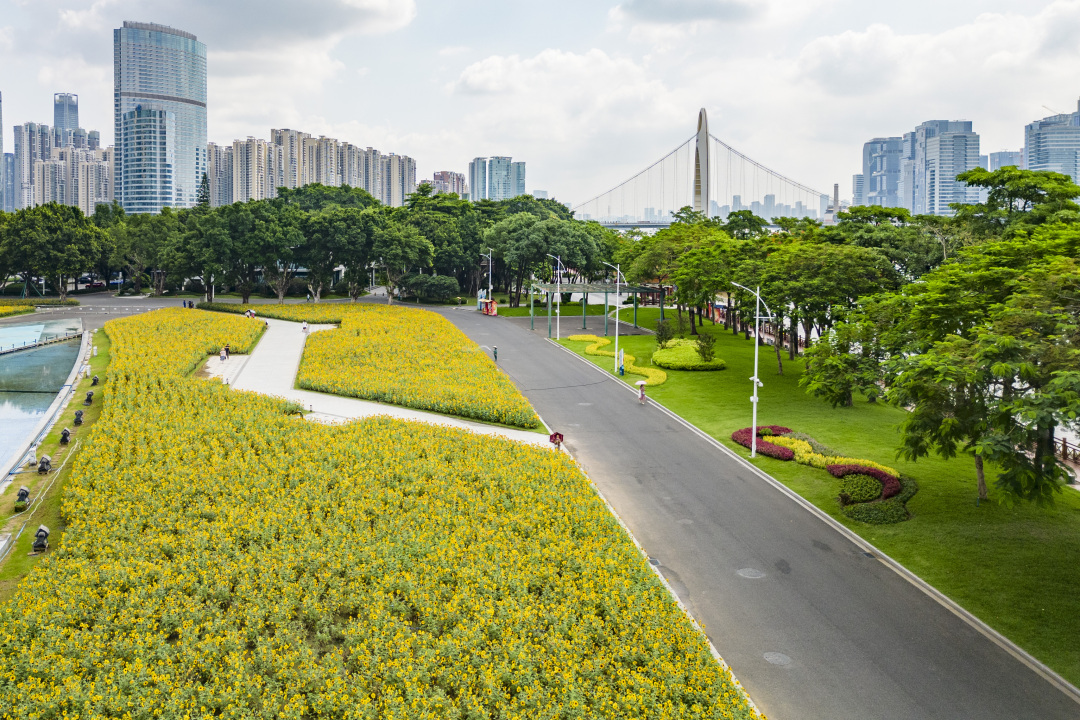 陈忧子20240920海心沙秋天 向日葵花海 (15)
