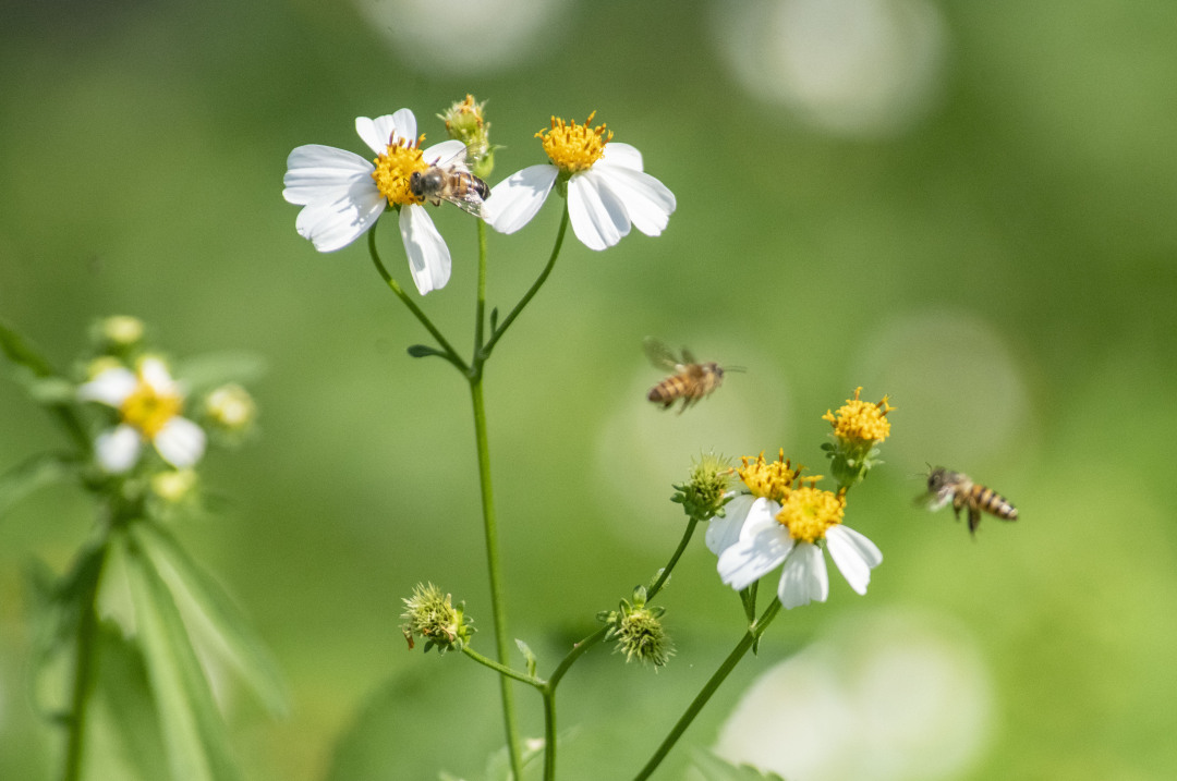 廖雪明20250512阳光下的野花 (6)