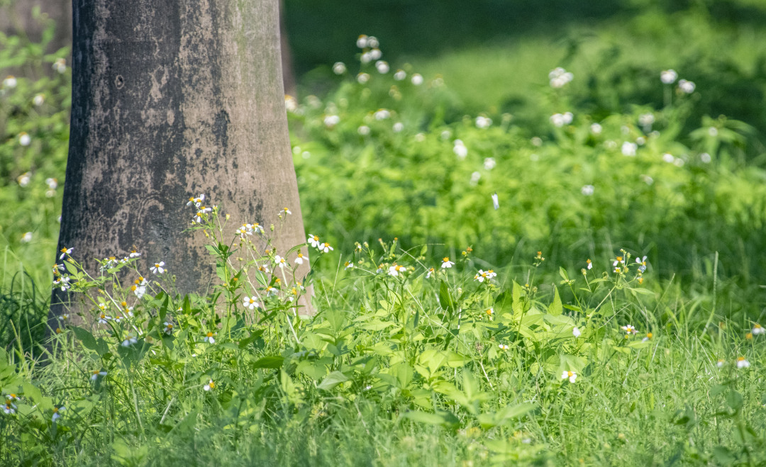 廖雪明20250512阳光下的野花 (4)