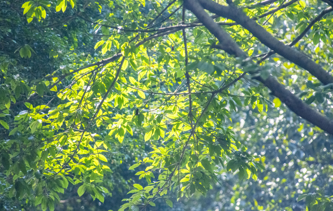 廖雪明20250512阳光下的野花 (2)