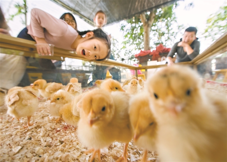 87fb87e5853473de4124b0d55795212a_14621572_huangwx_1762086768632_s.jpg 87fb87e5853473de4124b0d55795212a_14621572_huangwx_1762086768632_s.jpg