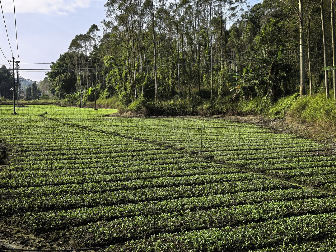 赤坳村的蔬菜基地里绿意盎然