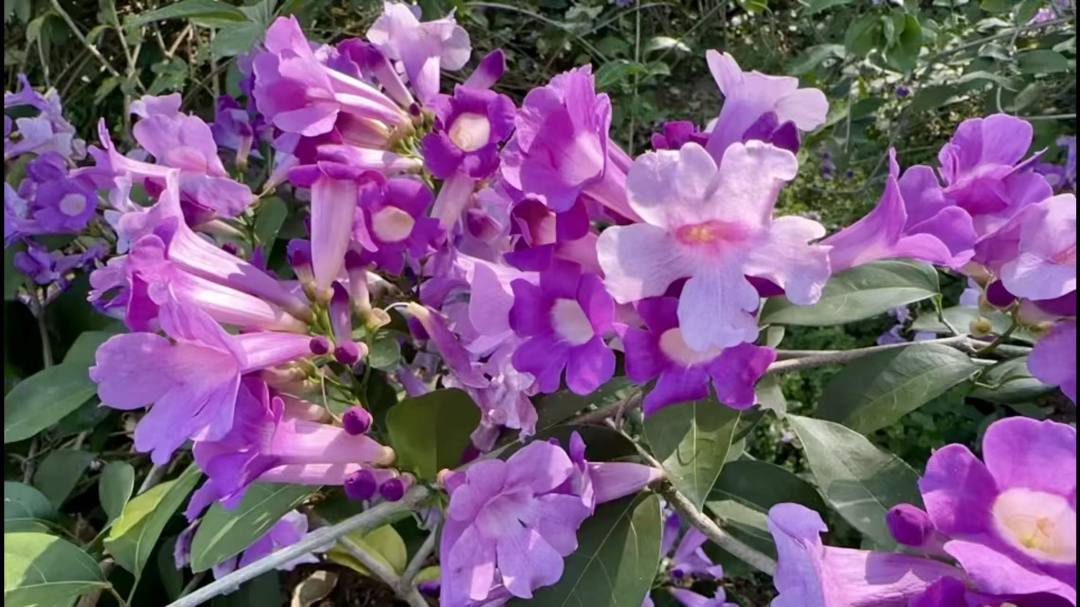 _2025_12_huanglan202512713554210100118