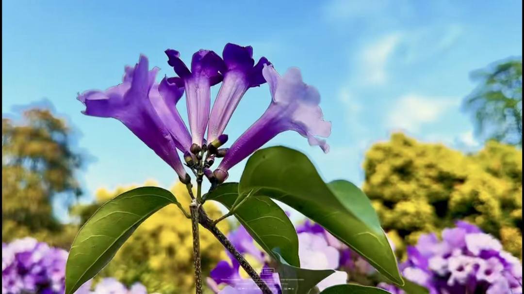 _2025_12_huanglan202512713554310100119