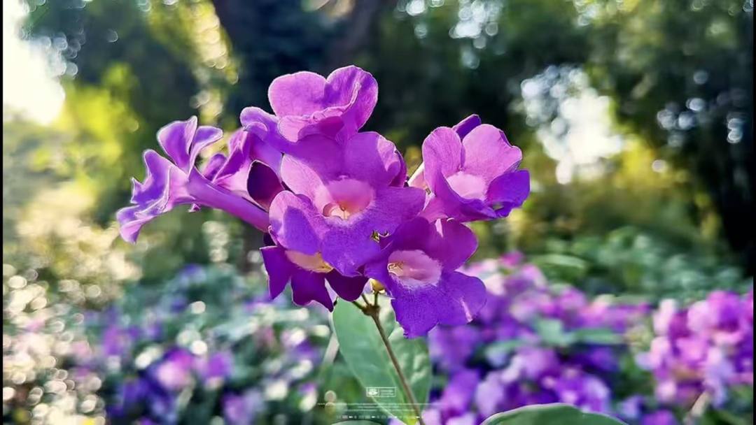 _2025_12_huanglan202512713554310100120