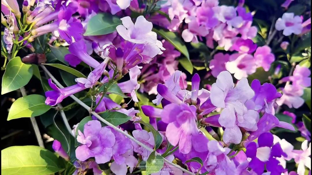 _2025_12_huanglan202512713554310100121