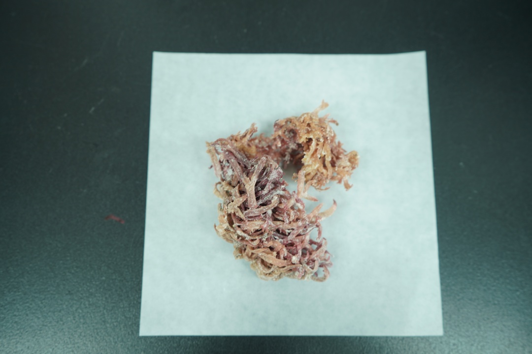 梁倩薇-红藻干-NEP1_20251218_C00414848961