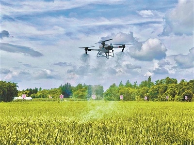 无人机演示喷洒农药。(资料图片)