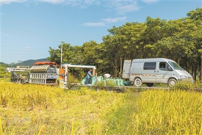 从化区太平镇银林村迎来稻田丰收。