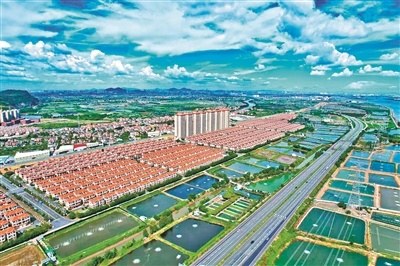 欣欣向荣的南沙区大岗镇。