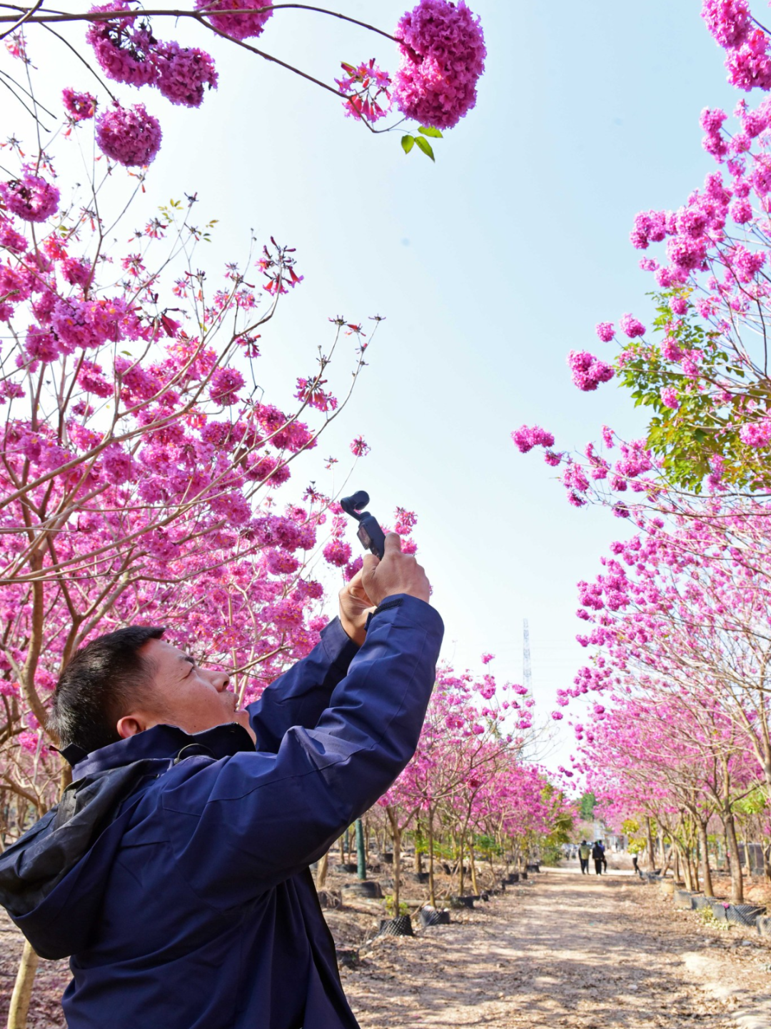狮岭新扬村某花木场 (15).JPG