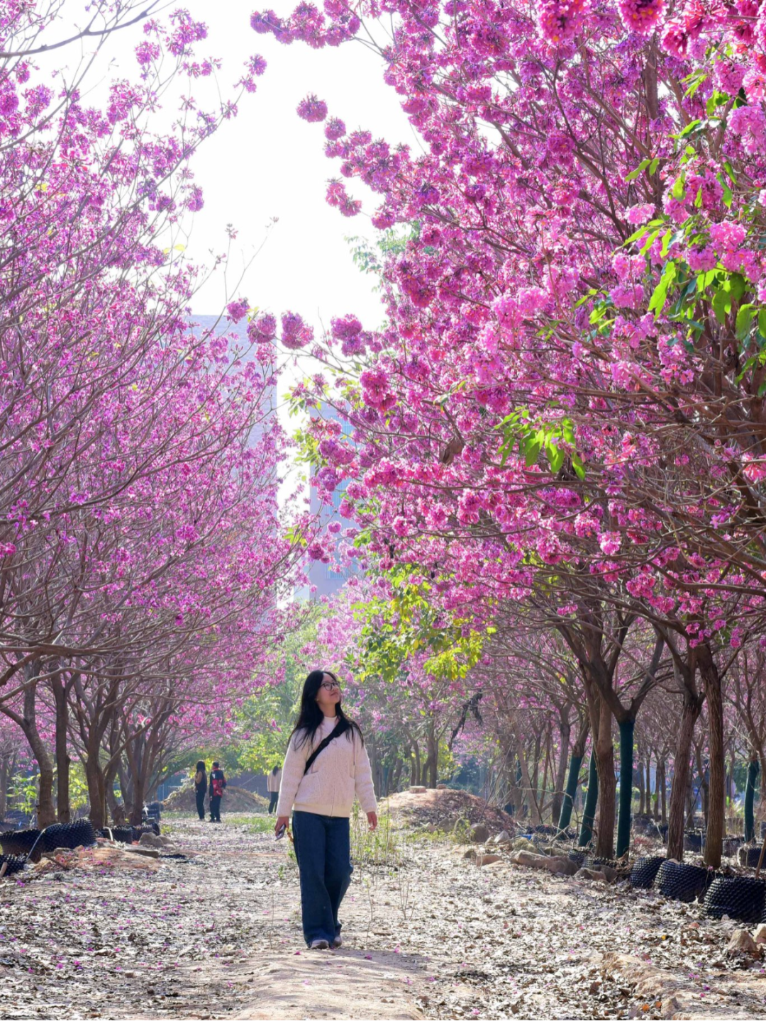 狮岭新扬村某花木场 (17).jpg