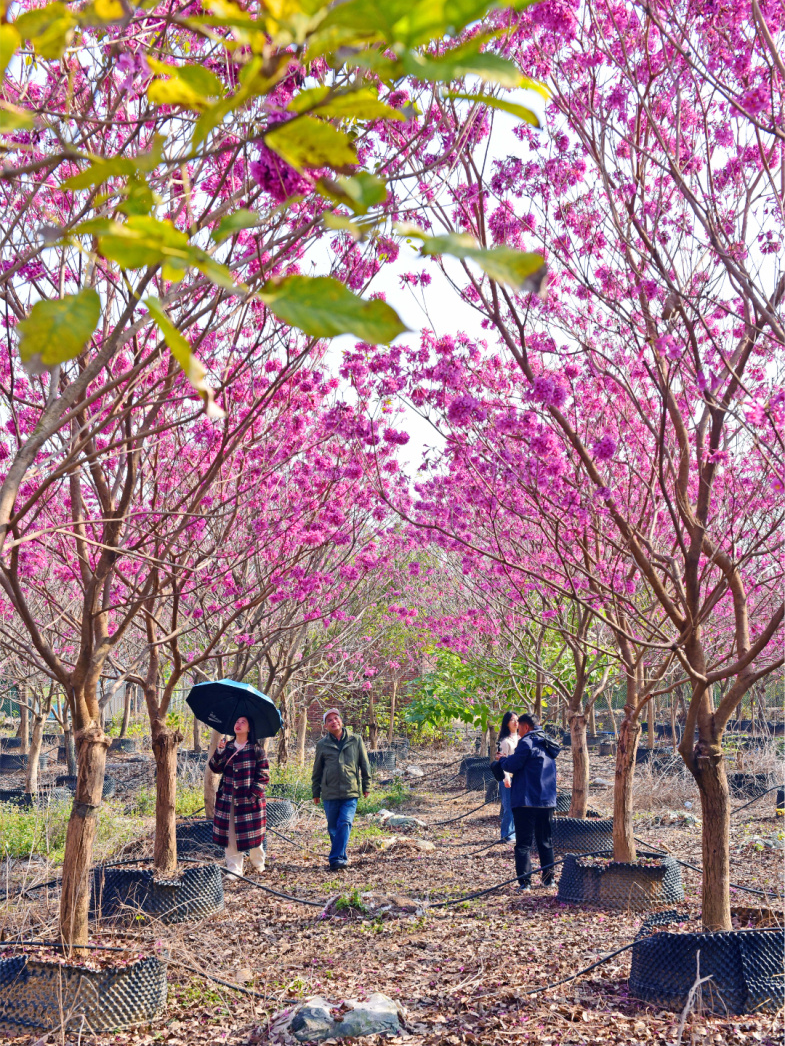 狮岭新扬村某花木场 (6).JPG