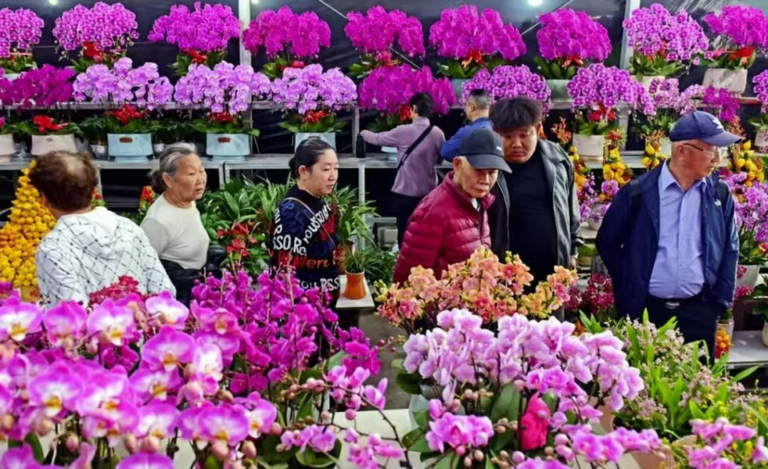 花都迎春花市