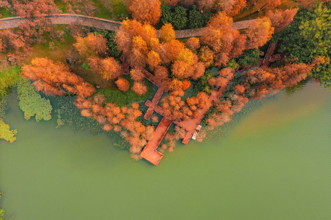 创业公园落羽杉