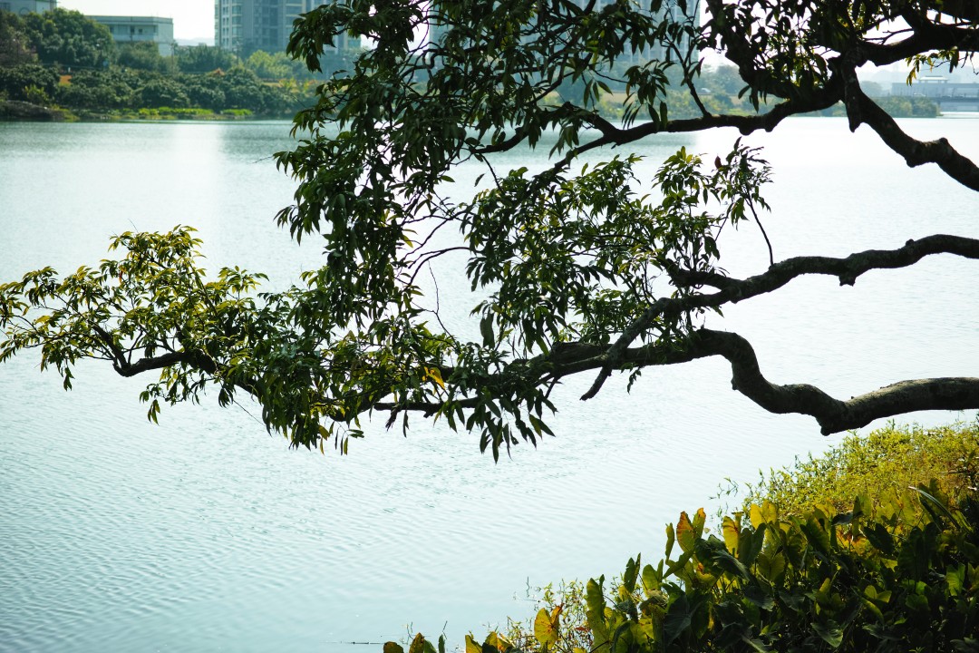 从化区深入推进“百千万工程”,大力推进水环境治理。