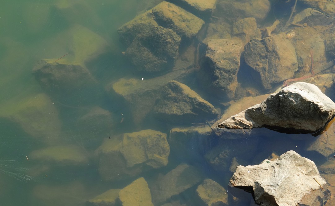 流溪河流域内国考、省考断面水质持续实现全面达标,流溪河治理取得了显著成效。