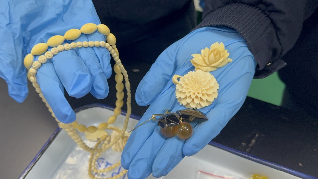 广州海关在进境寄递渠道查获濒危动物制品