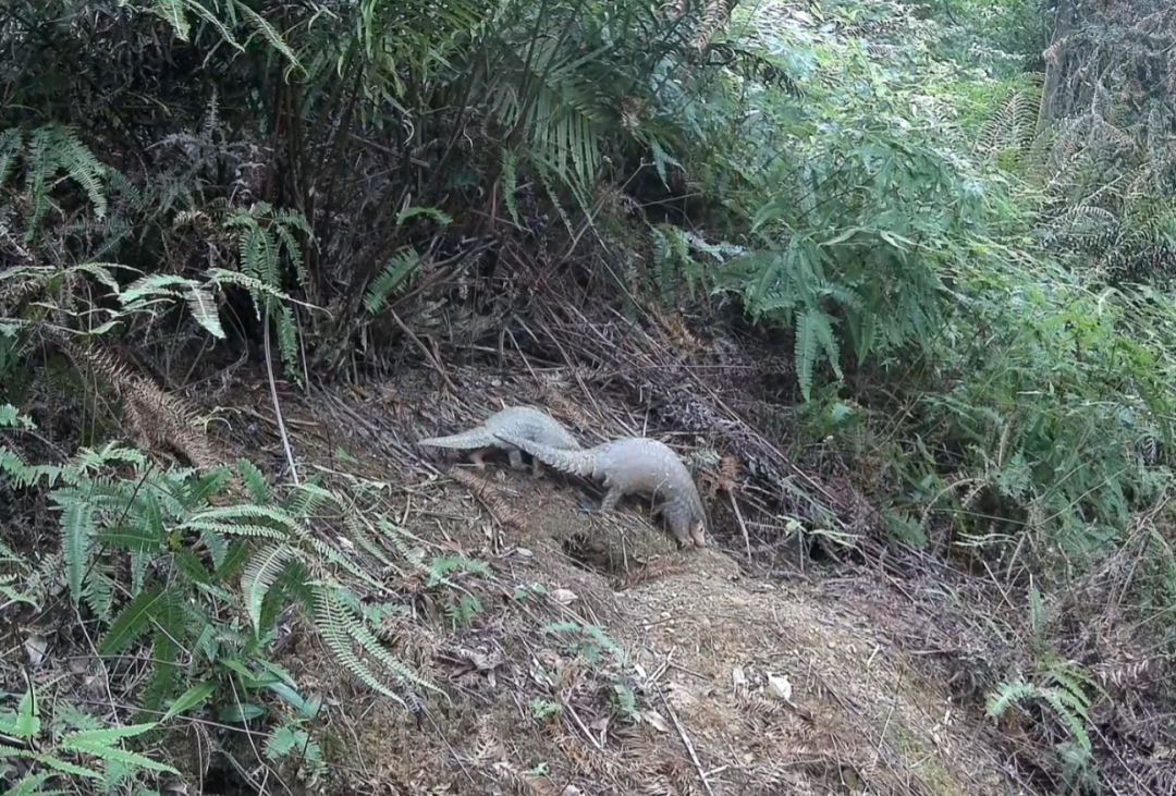 2025年6月,广东新港省级自然保护区拍摄到中华穿山甲带幼崽觅食的珍贵画面