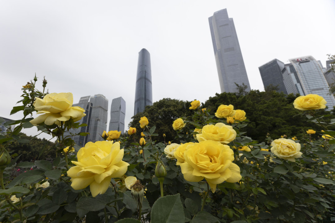 陈忧子 20260122 广州维持阴冷天气.jpg