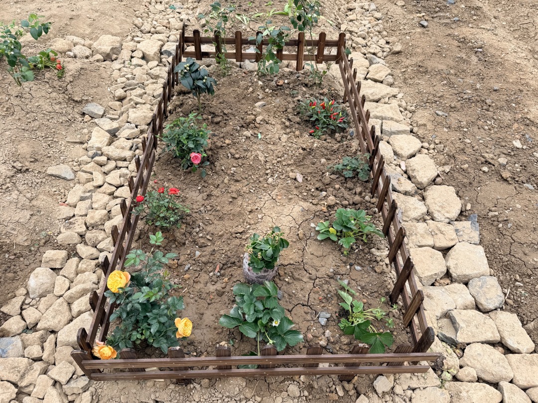 党员干部率先打造的可视化示范菜园 (1)