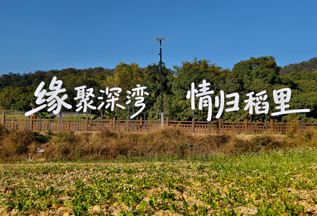 2026年1月28日,深湾村“稻里·深湾”农业园一景。图/广州日报新花城记者:莫伟浓