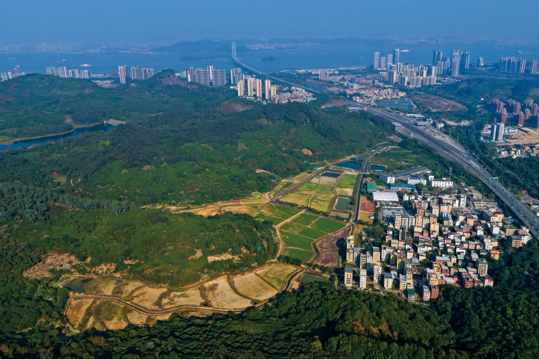 2026年1月28日,腑瞰南沙深湾村及“稻里·深湾”农业园全貌。深湾村北靠黄山鲁森林公园,南向珠江入海口。“稻里·深湾”农业园项目旨在创新农文旅融合发展路径,将农业的天然优势与文旅产业的繁荣紧密相连。图/广州日报新花城记者:莫伟浓