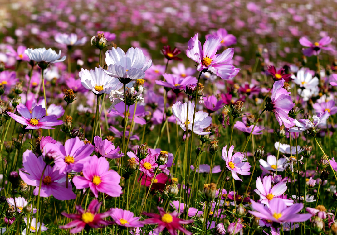 2026年1月28日,深湾村“稻里·深湾”农业园的格桑花花开正艳。图/广州日报新花城记者:莫伟浓