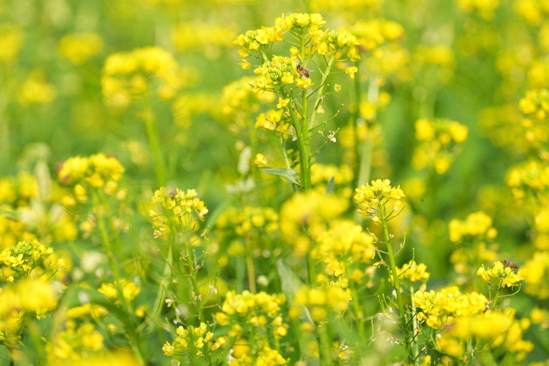 2026年1月28日,深湾村“稻里·深湾”农业园的油菜花花海。图/广州日报新花城记者:莫伟浓
