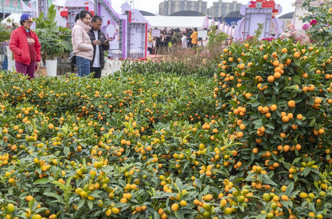 今年年桔以平价款的1米高及以下的四季桔、金桔、金蛋果等品种为主。图/广州日报新花城记者:廖雪明