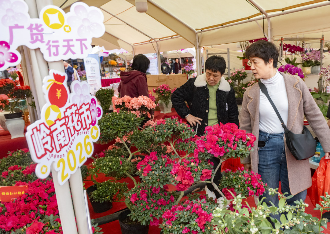 岭南花卉市场,市民在挑选年花。图/广州日报新花城记者:廖雪明