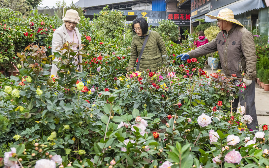岭南花卉市场,市民在挑选年花。图/广州日报新花城记者:廖雪明