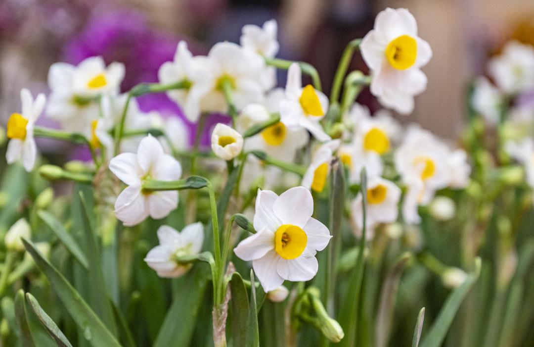 盛开的水仙花。图/广州日报新花城记者:廖雪明