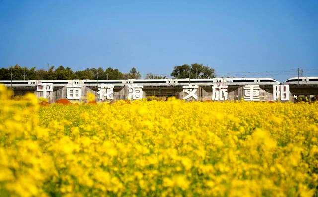 武江区重阳镇水口村油菜花基地。