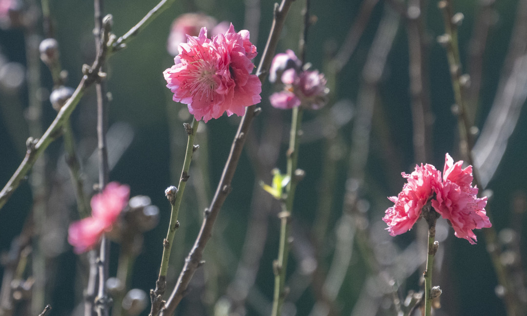 2月3日,立春节气前夕,广州番禺,初绽的桃花带来春天的消息。图/广州日报新花城记者:廖雪明