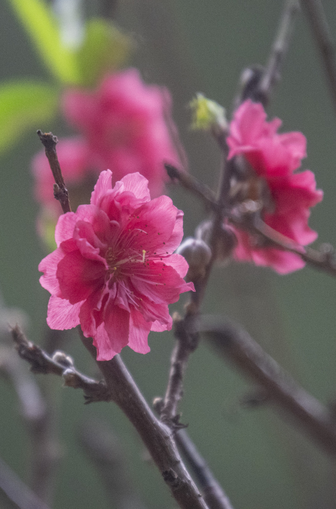 2月3日,立春节气前夕,广州番禺,初绽的桃花带来春天的消息。图/广州日报新花城记者:廖雪明