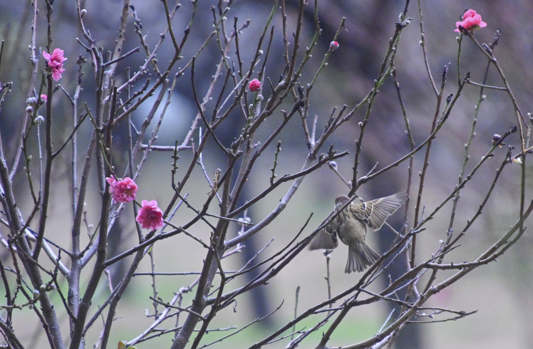 初绽的桃花,一只麻雀在枝头展翅。图/广州日报新花城记者:廖雪明