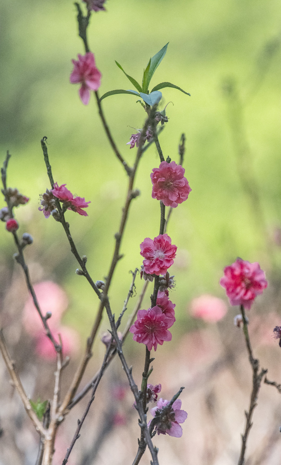 2月3日,立春节气前夕,广州番禺,初绽的桃花带来春天的消息。图/广州日报新花城记者:廖雪明